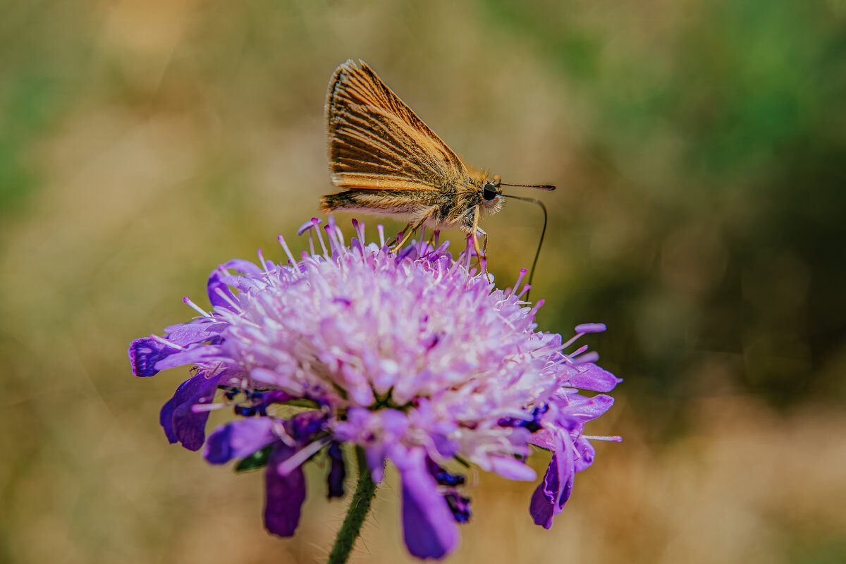 бабочка на цветке - Виктория Борзаева