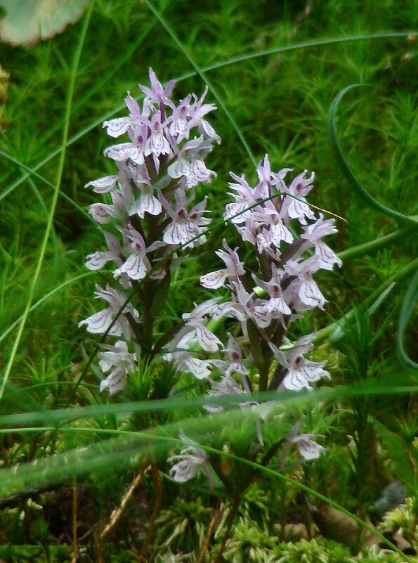 Ятрышник пятнистый – дикая орхидея