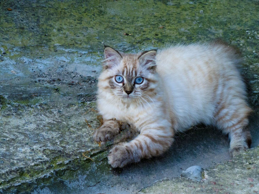 Котёнок - Валентин Семчишин