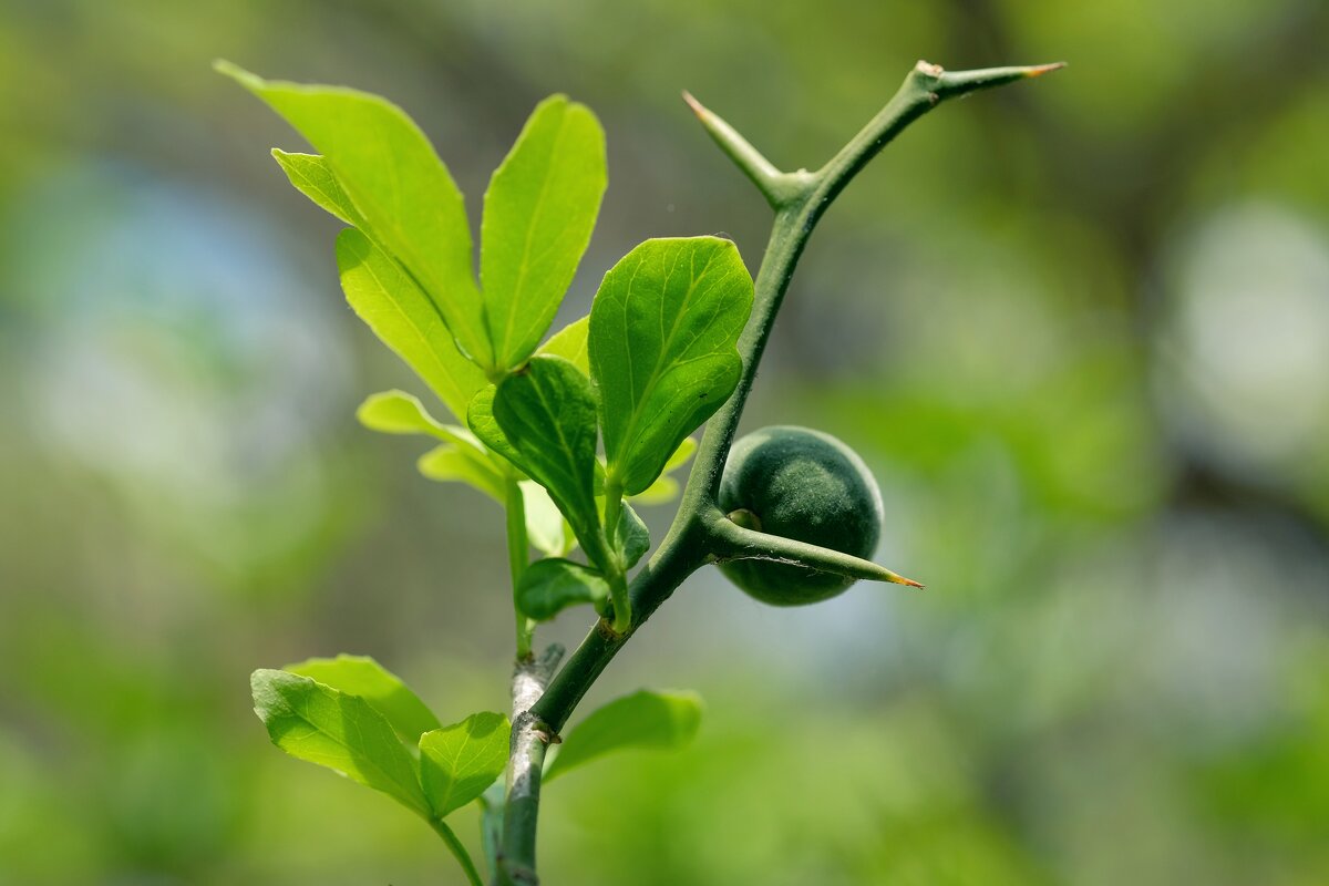Poncirus trifoliata Лимон трёхлисточковый(дикий лимон) - wea *