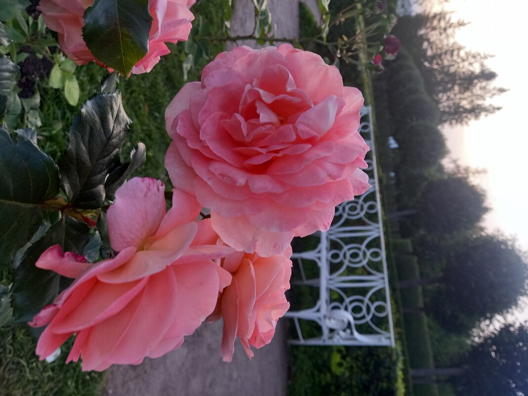 Розы - Сапсан 