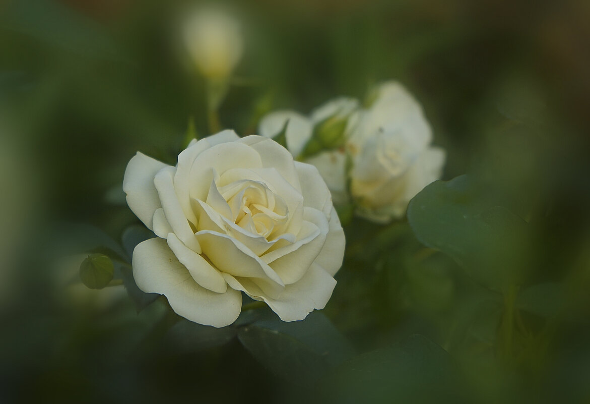 Белая роза - Владимир Кроливец