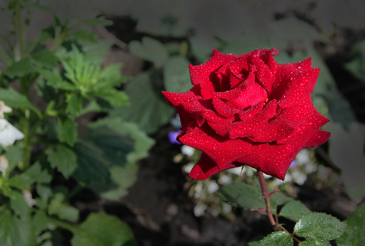 Роза в саду - Влад Платов