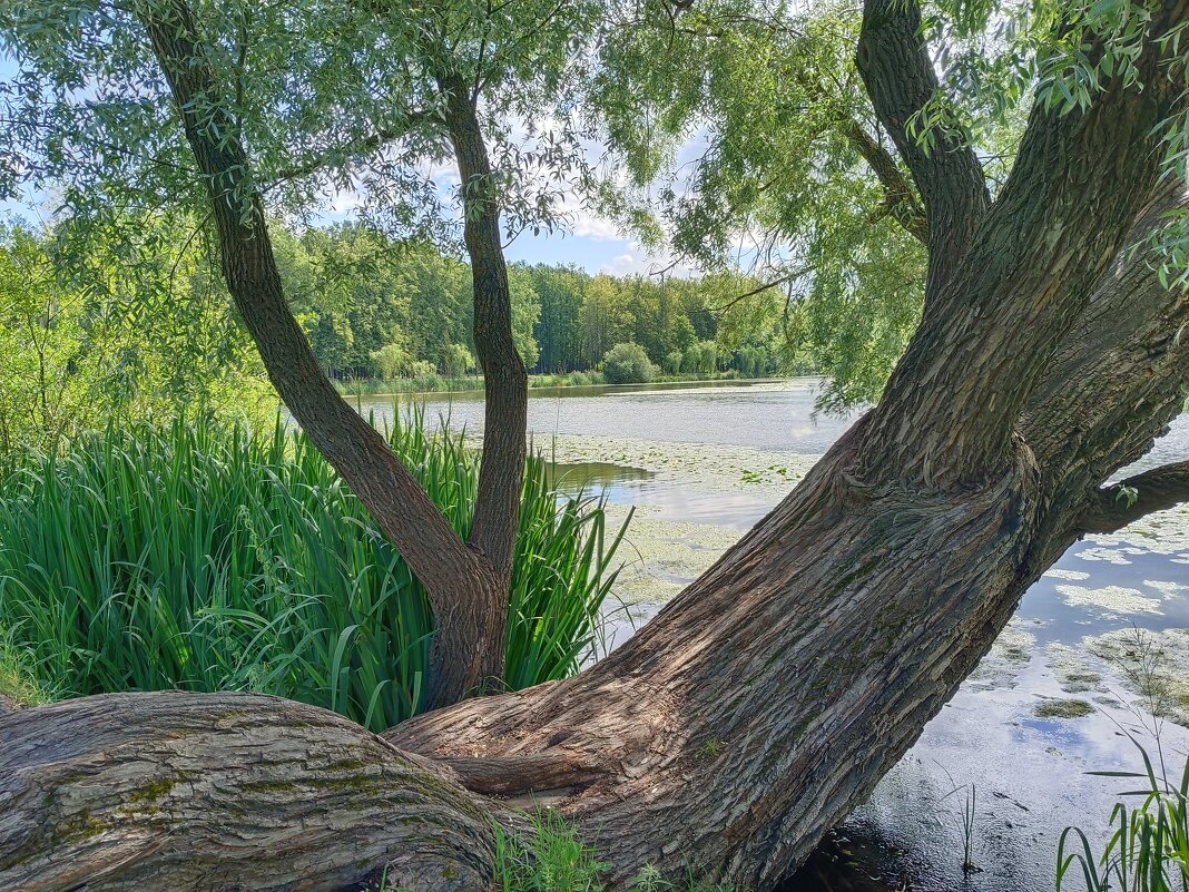 Вид на реку - Мария Васильева
