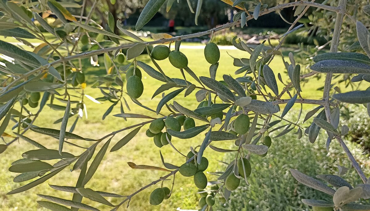 Так растут оливки - Татьяна Тюменка