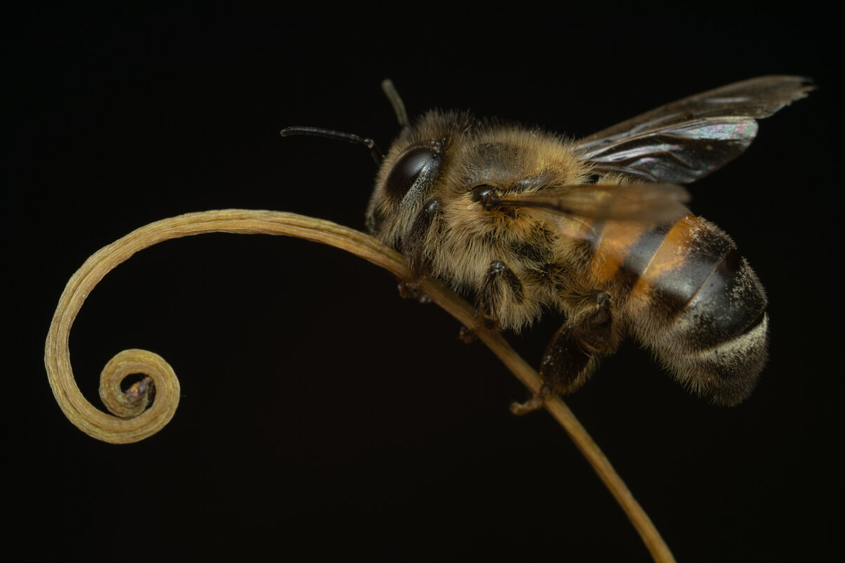 Медоносная пчела (лат. Apis mellifera) - Денис Ветренко
