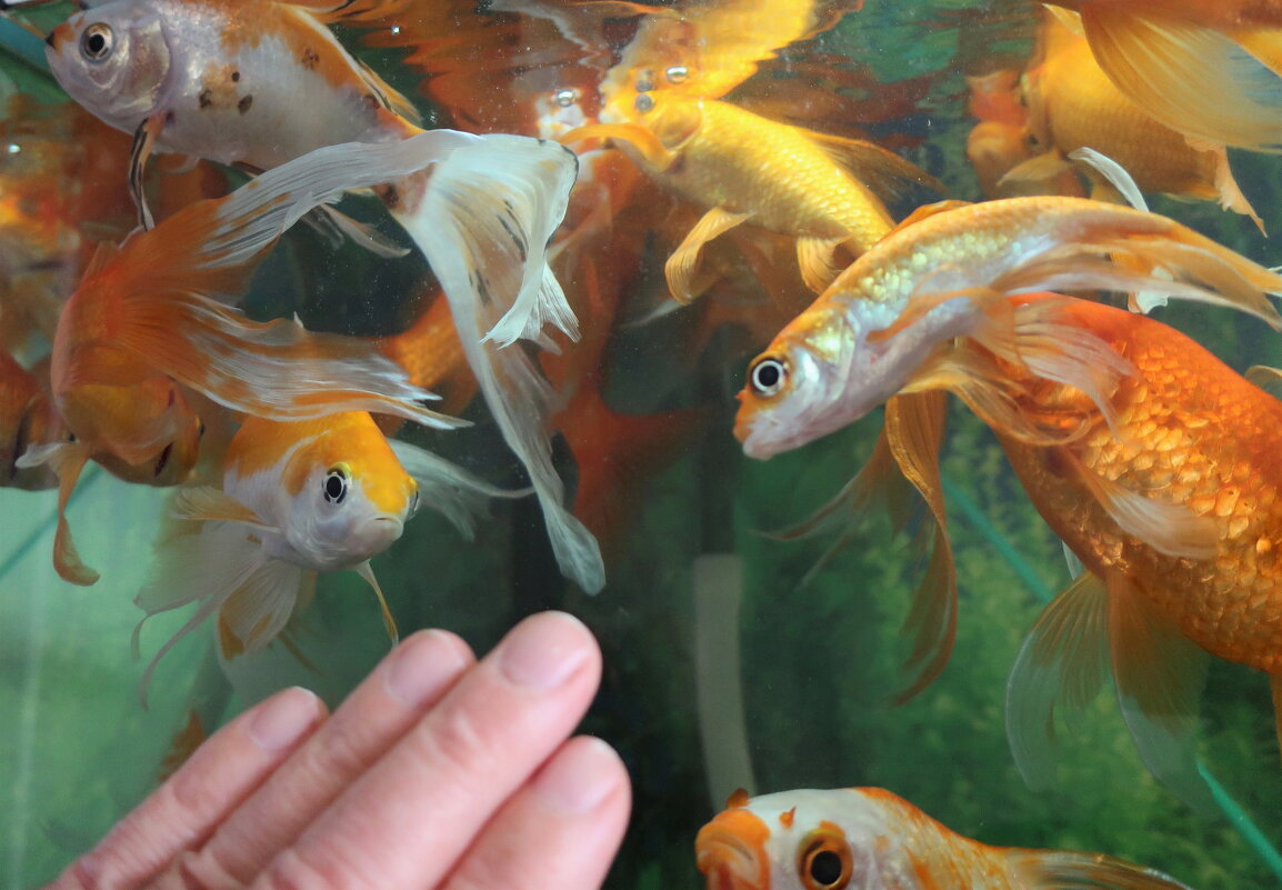 Любопытные рыбки - Gen Vel