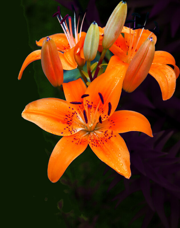 Апельсин-лилия из Свенского сада - Евгений 
