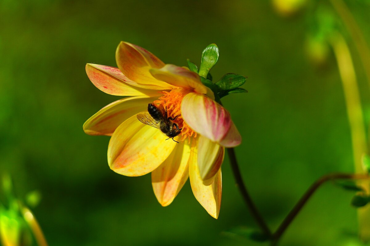 Пчела и цветок - Наталья Лакомова