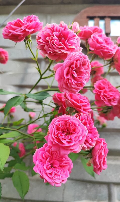 Плетистые розы - Гуля Куценко