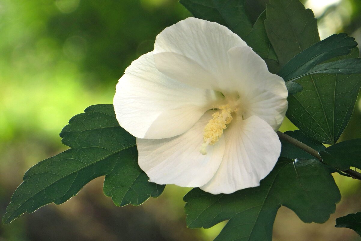 Hibiscus calyphyllus