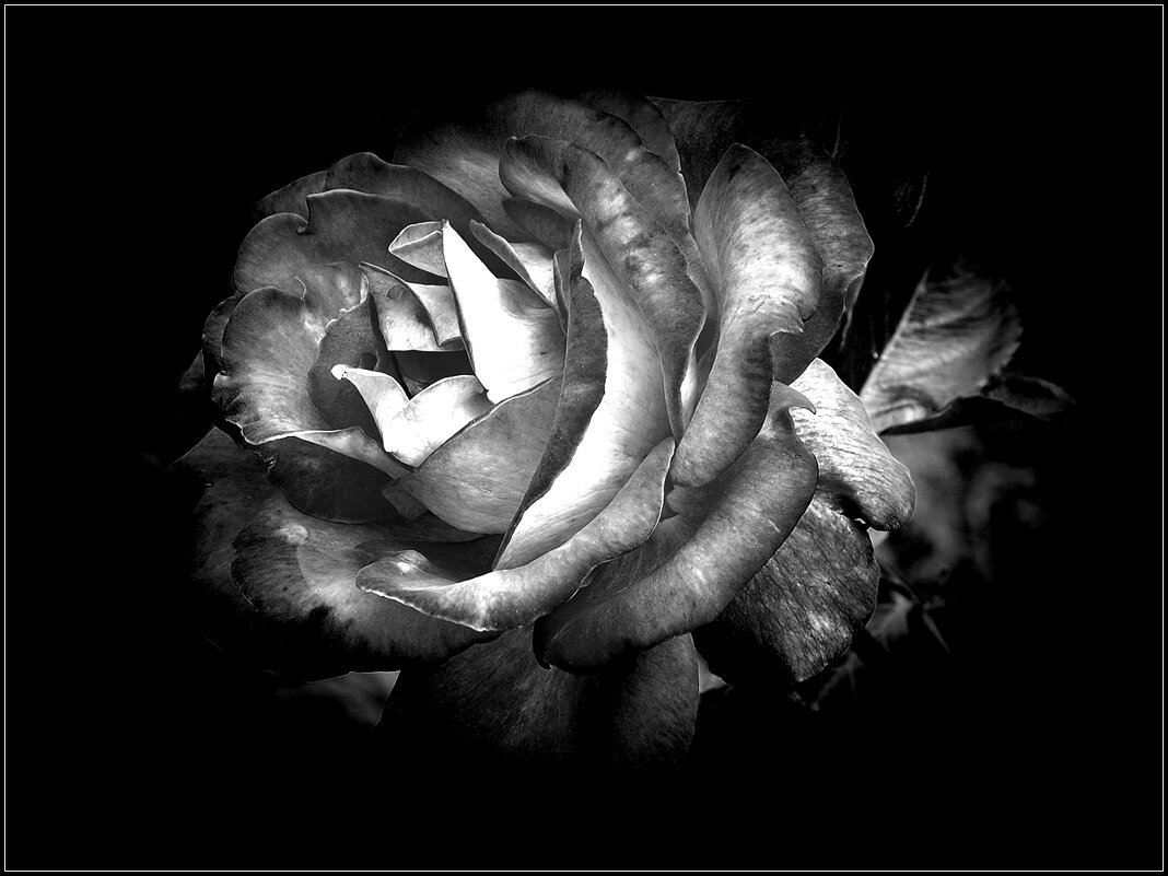 Момент полного расцвета розы - wea *
