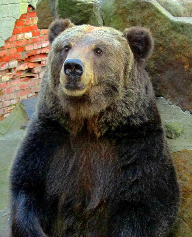 Медведь - Сергей Карачин