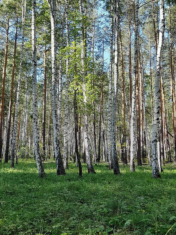 Грибной лес - Алевтина 