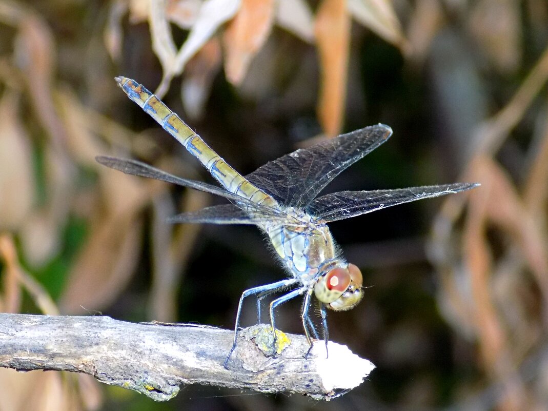 Сжатобрюх исчерченный (Sympetrum striolatum) - Константин Штарк