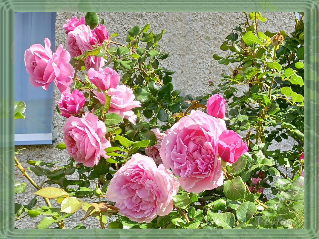 Розовые розы под окном - veera v