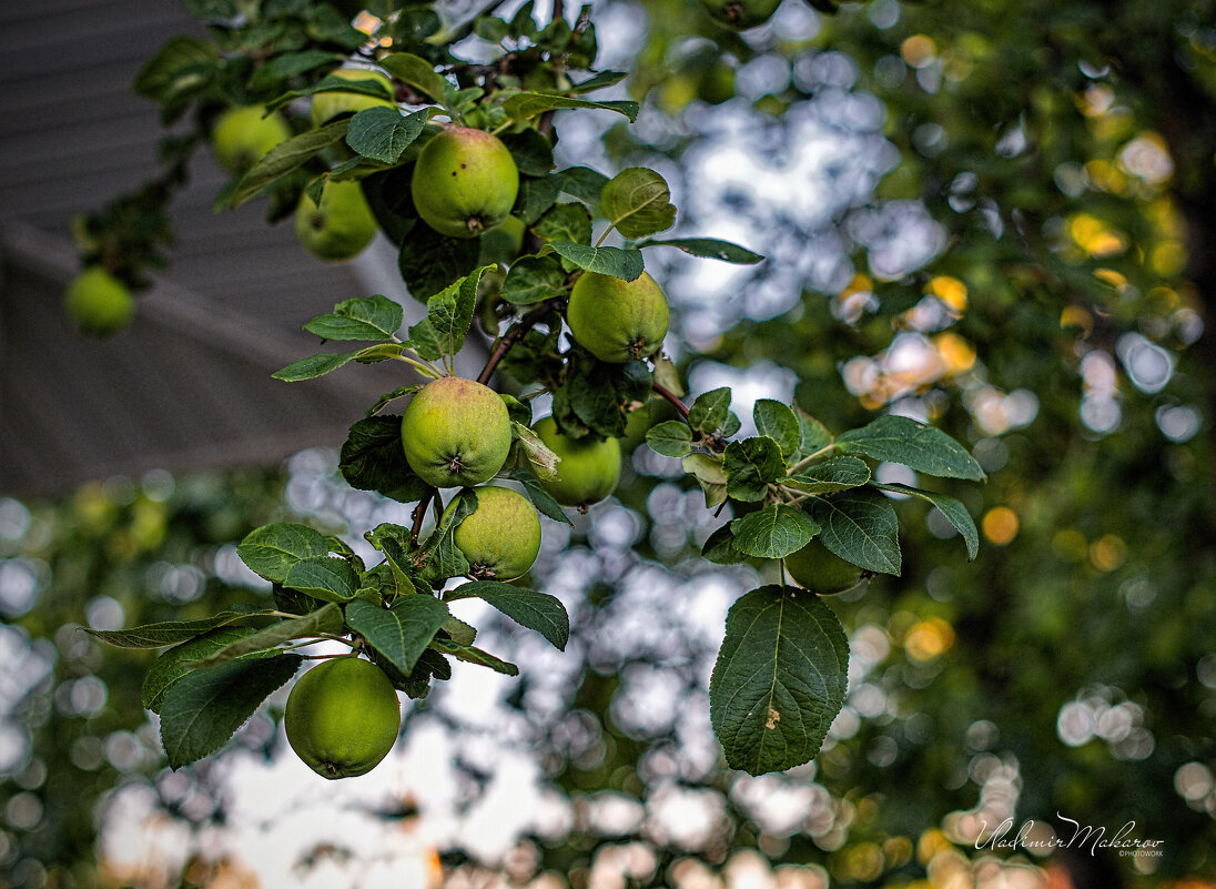 "Яблочки у дома. Яблони в нынешнем году отдыхают"© - Владимир Макаров