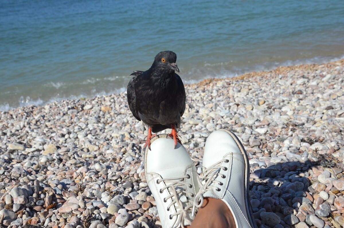 Любознательный крымский голубь. - Ольга Кирсанова