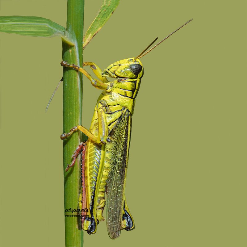 Grasshopper - Al Pashang 