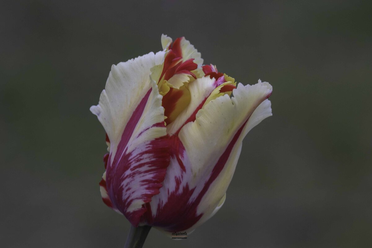 Tulip - Al Pashang 