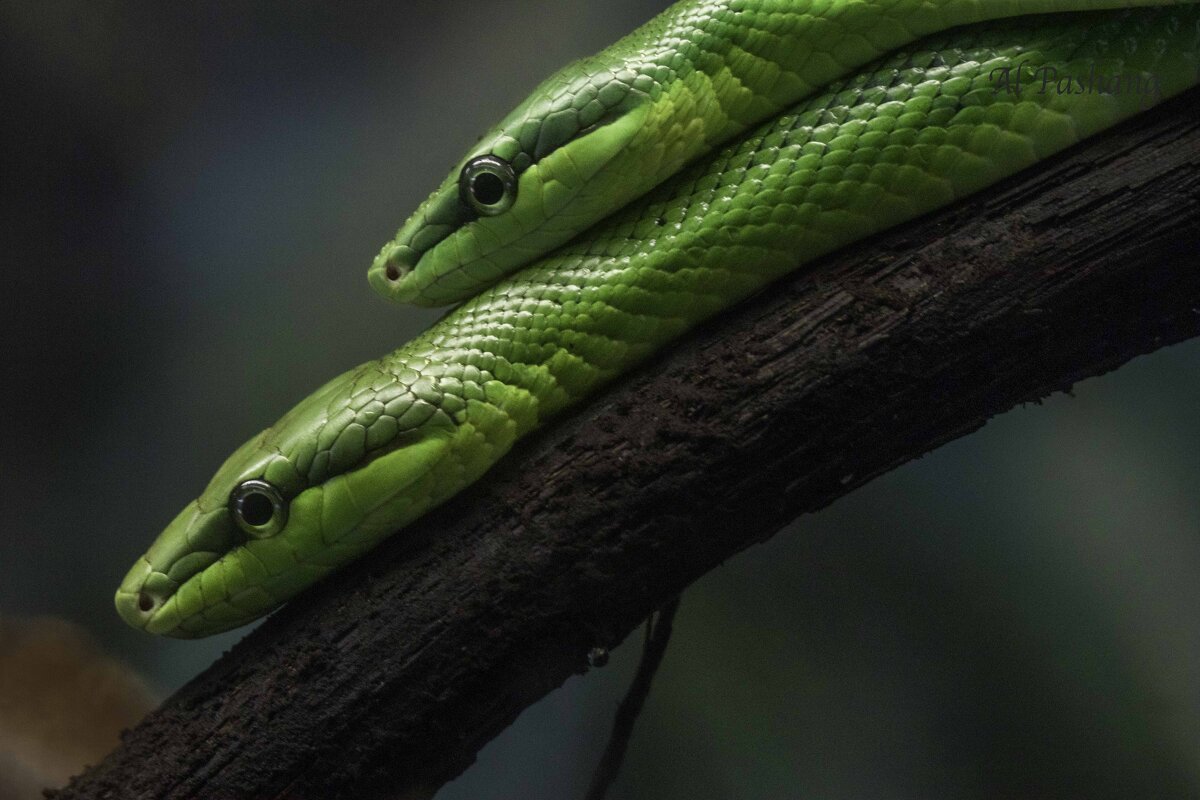 Red-tailed green ratsnake - Al Pashang 