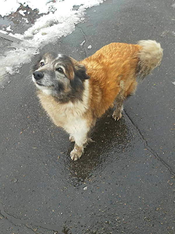 РЫЖУЛЯ - Анатолий Малобродский