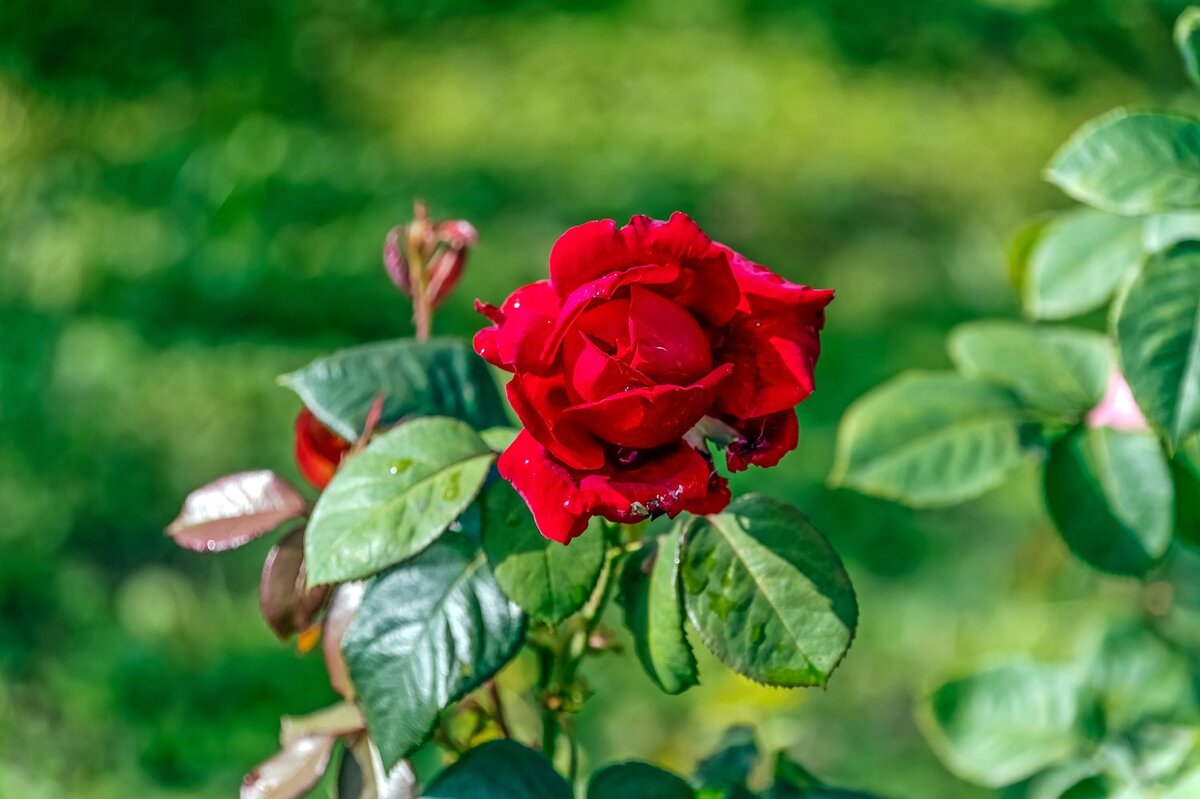 Красная роза - эмблема любви - Валерий Иванович