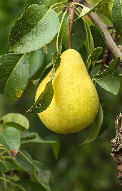 Garden pear | 4 - Sergey Sonvar