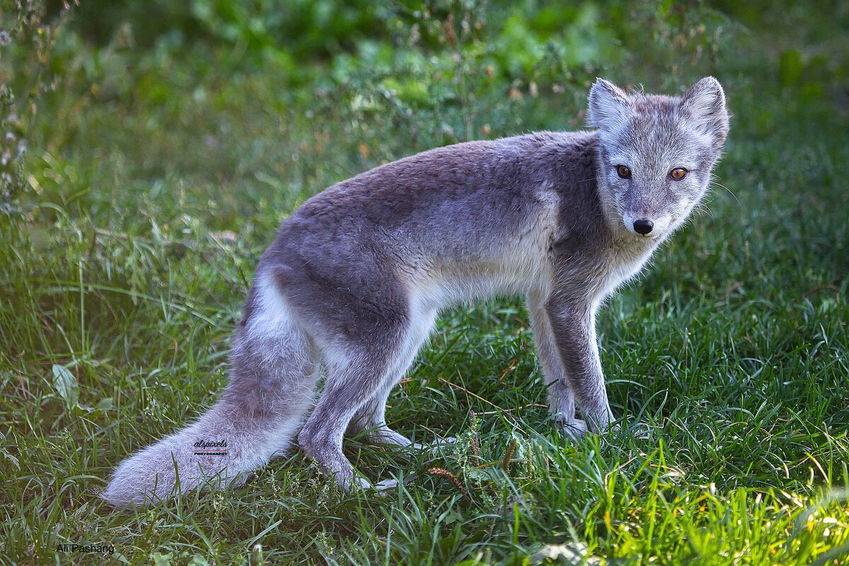 Arctic fox - Al Pashang 