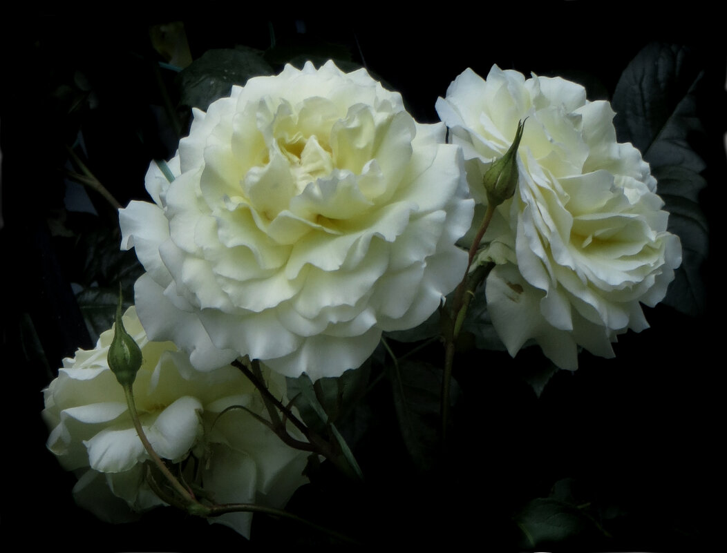 Белые розы. - Nata 