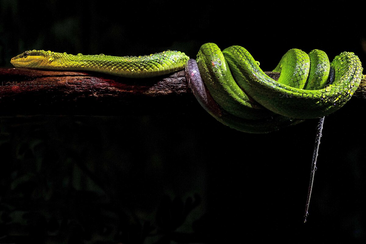 Red-tailed green ratsnake - Al Pashang 