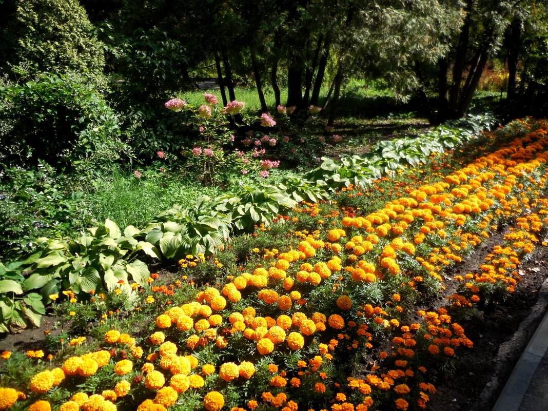 Самарский ботанический сад - Надежда 