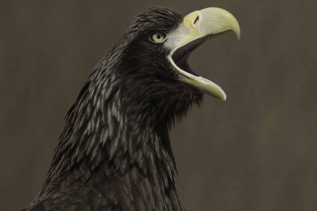Steller&#39;s sea eagle - Al Pashang 
