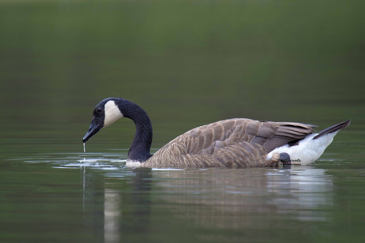 Canada goose - Al Pashang 