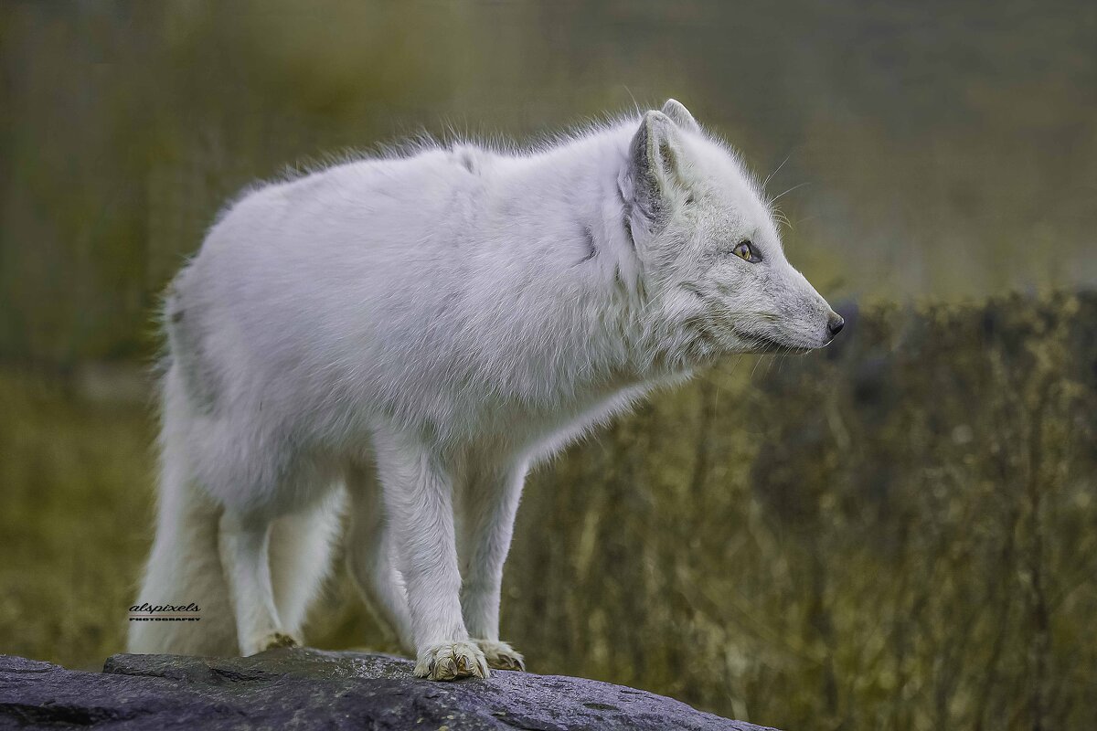 Arctic fox - Al Pashang 