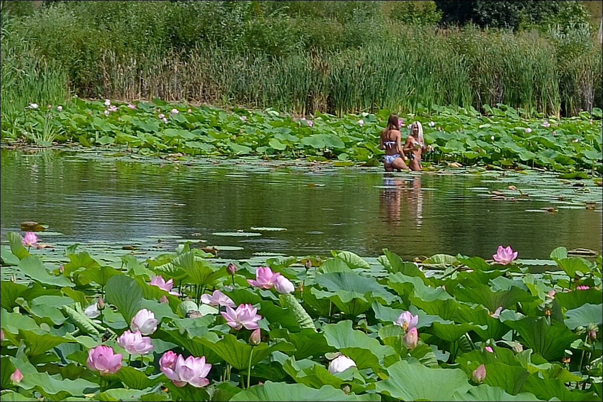 Русалки и Лотосы - Сеня Белгородский