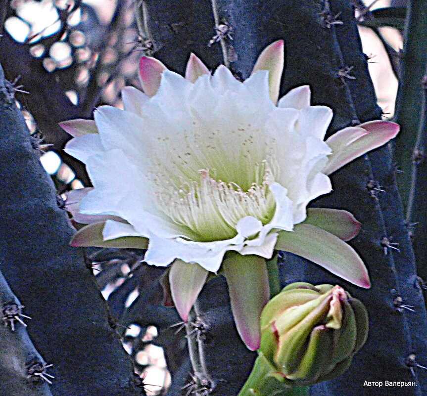 Кактус Цереус, цветок - Валерьян Запорожченко