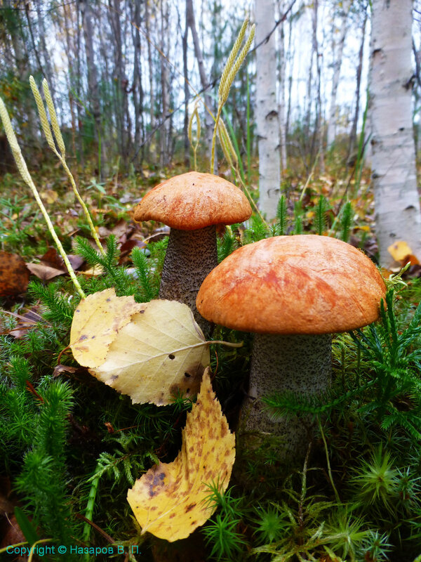 Осень...Последние грибы! - Владимир 