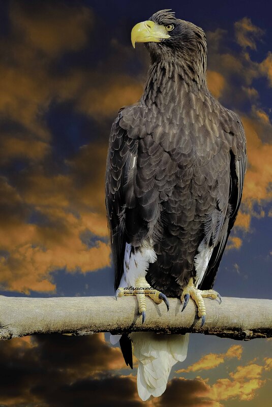 Steller&#39;s sea eagle - Al Pashang 