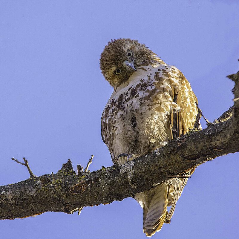 Red-tailed Hawk - Al Pashang 