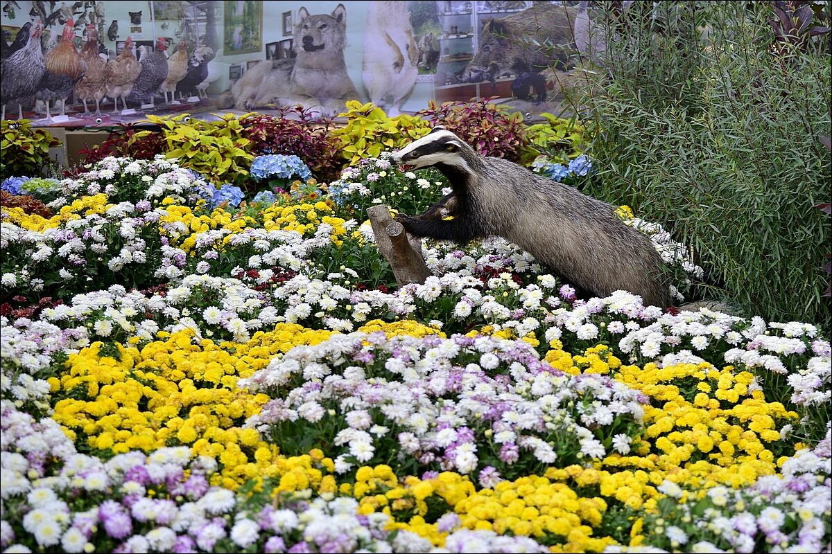 Цветы осени - Сеня Белгородский