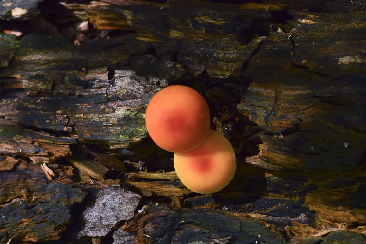 Древесные  грибы - Геннадий Супрун