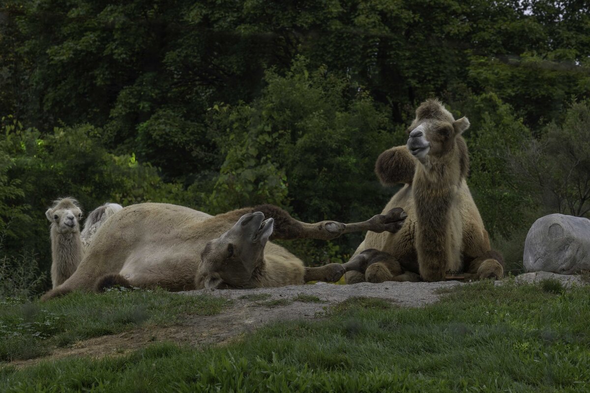 Bactrian camel - Al Pashang 