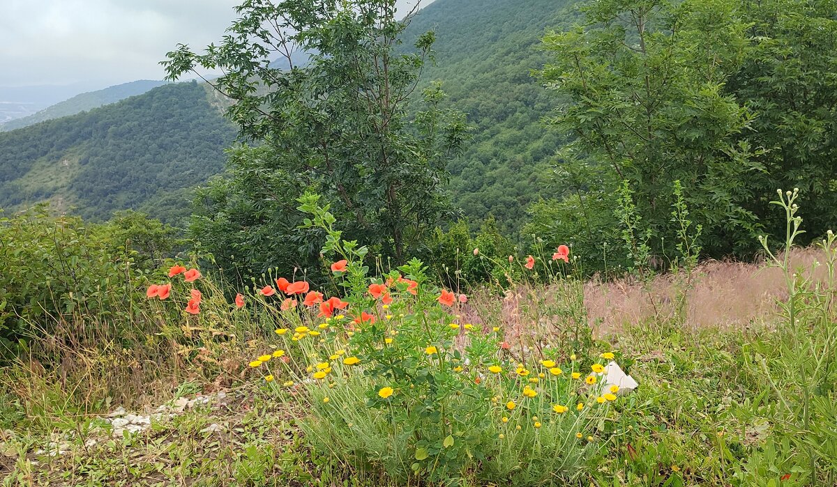Цветы на склоне горы - Елена Байдакова