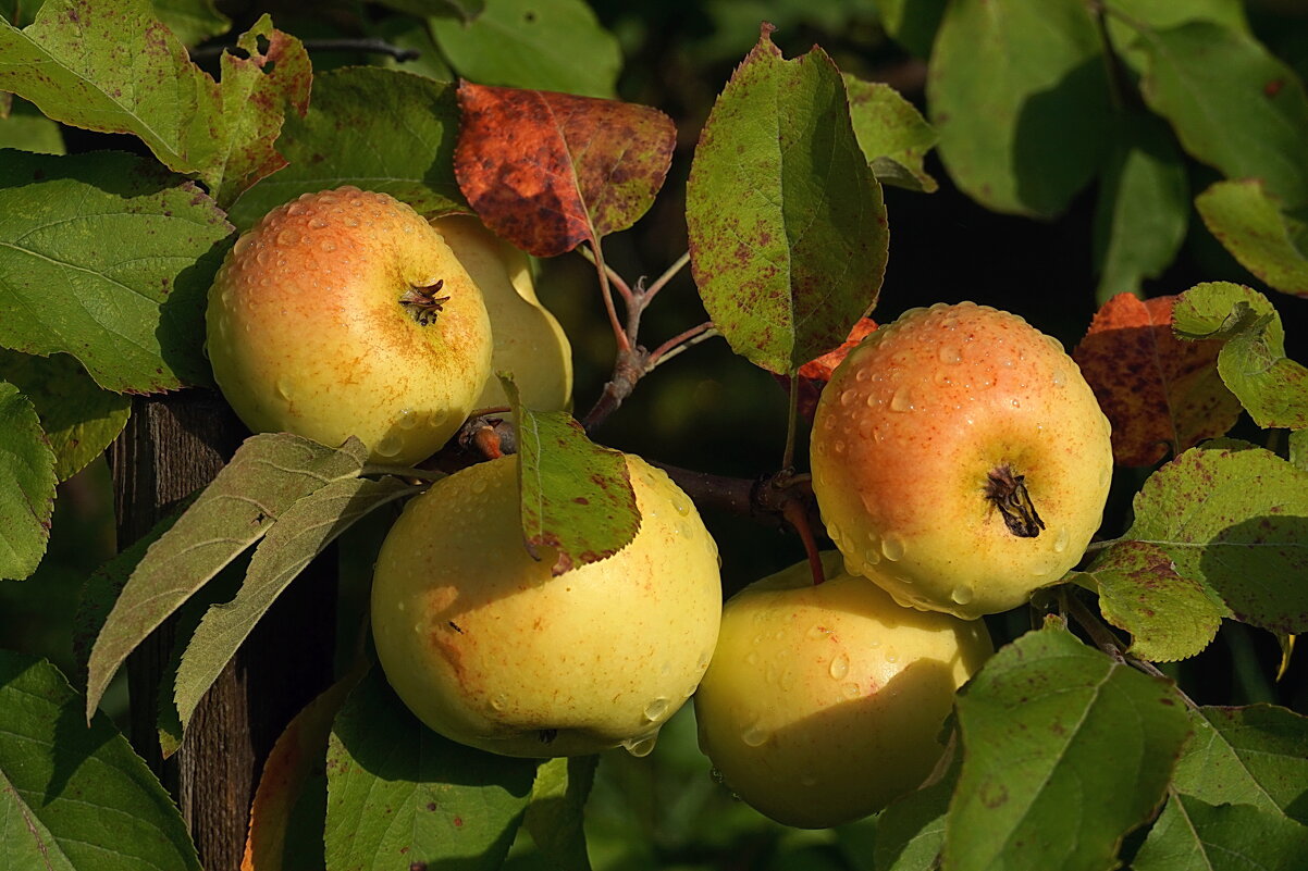 К осени и яблочки поспели в саду. Сибирь, однако - Галина Кан