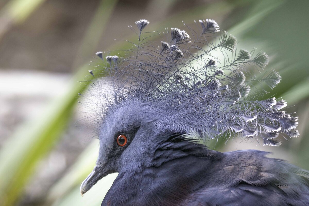 Victoria crowned pigeon - Al Pashang 