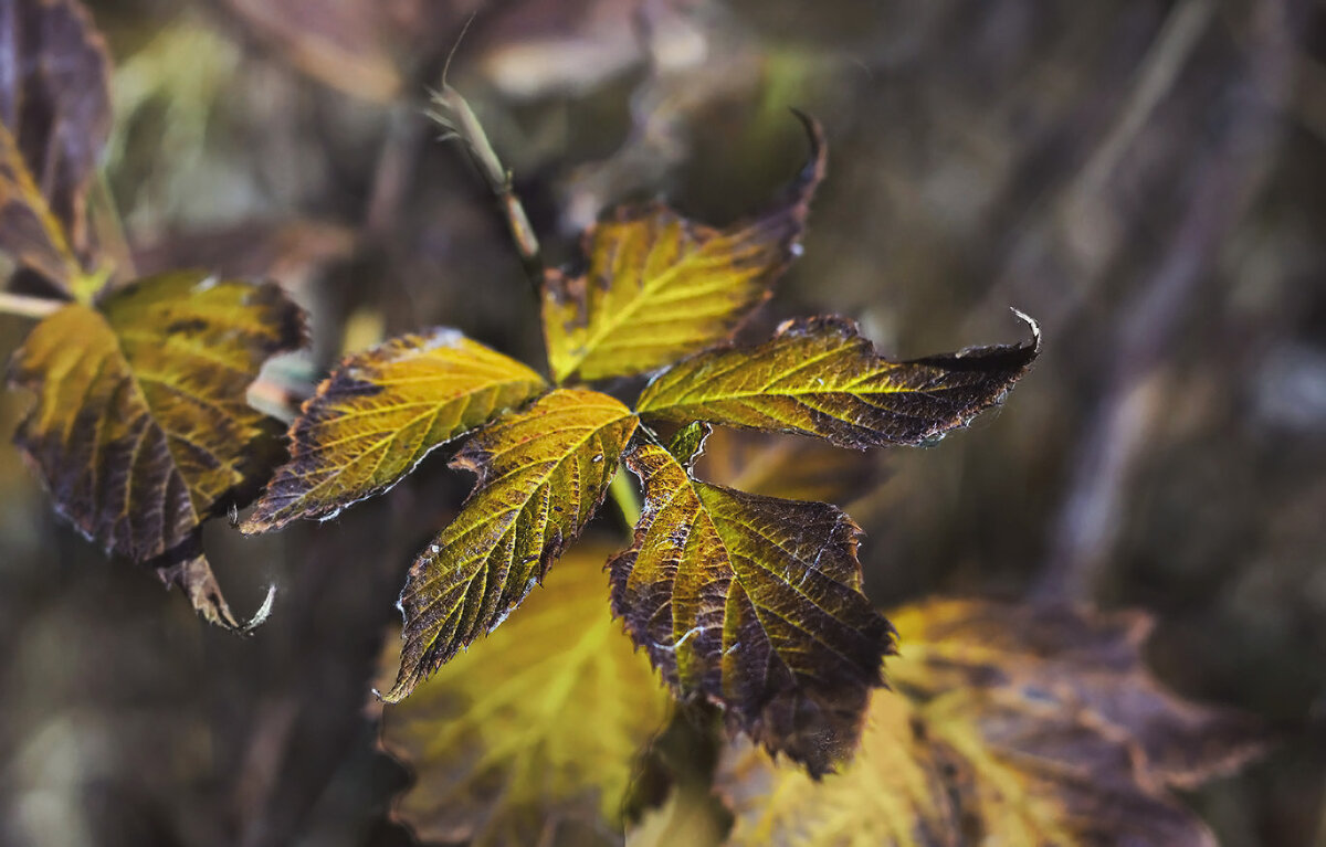 ...Осенние листы,шелестя с дерев слетали..." - LudMila 