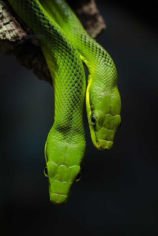 Red-tailed green ratsnake. - Al Pashang 