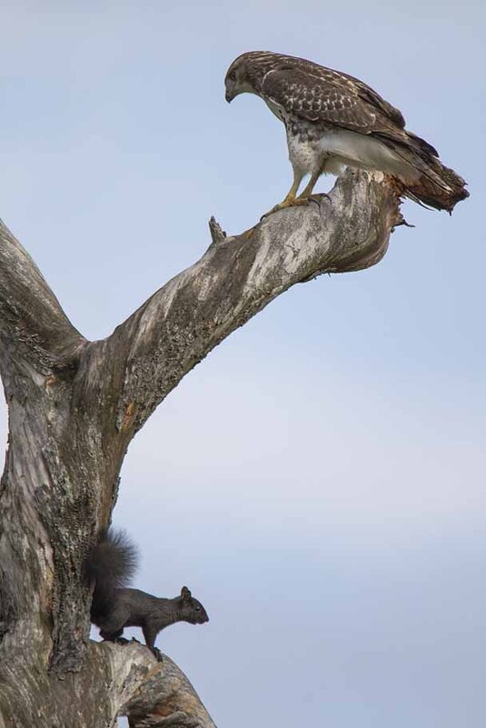 Red-tailed Hawk and Squirrel - Al Pashang 