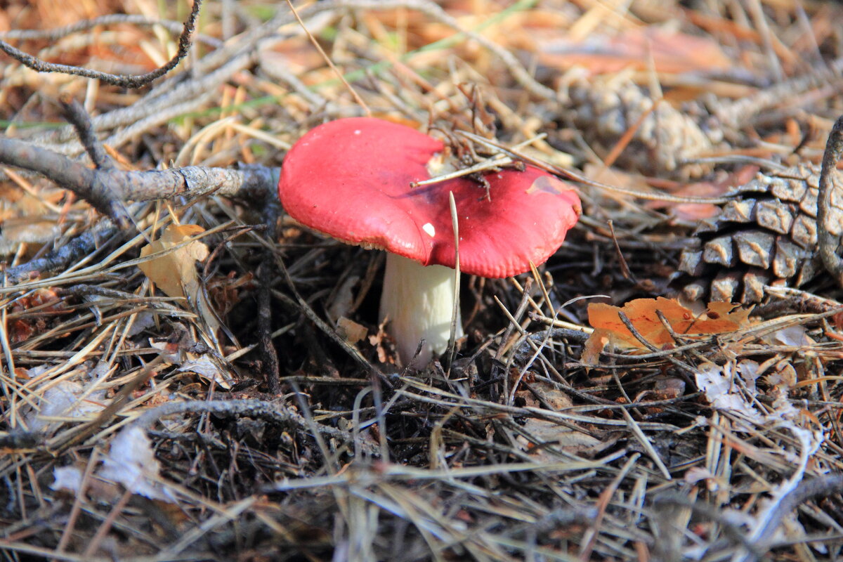 Сыроежка винно-красная - Russula vinosa - Евгений Корьевщиков